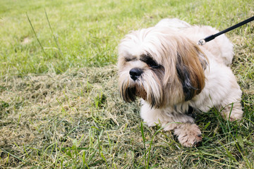 Beautiful shih tzu dog with leash lying on the grass outside on summer day. close up