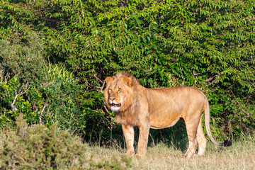 Male lion standing and lokking in Africa