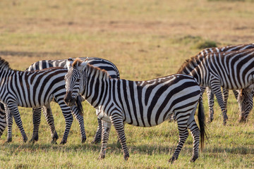 Fototapeta na wymiar Flock of zebras on the grass savannah in Masai Mara