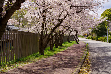 Fototapeta premium japan sakura :桜並木の坂道