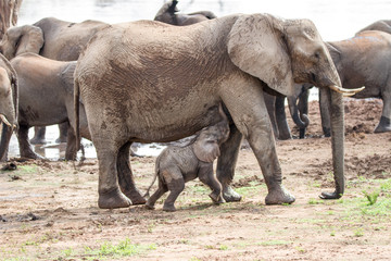 Baby elephant suckling