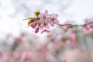 桜