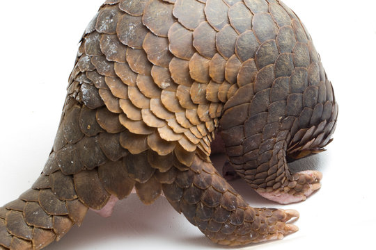 Pangolin (Manis Javanica) Isolated On White Background