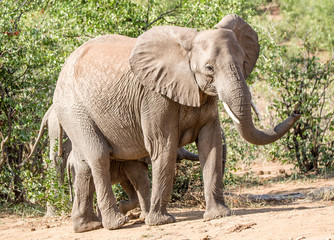 Fototapeta premium Elephant cow and calf showing aggression 