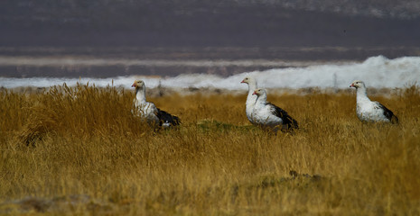 wildlife photo of a flok of Andean Goose - Chloephaga melanoptera in the andes