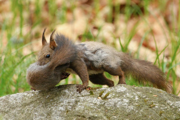 子リスを咥える母リス