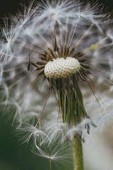 balding dandelion