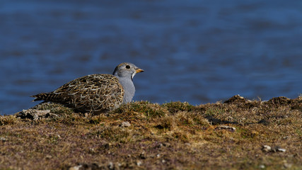 wildlife photo of an Grey-breasted Seedsnipe - Thinocorus orbignyianus - in the peruvian andes