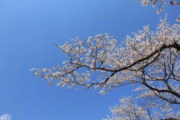 春の風景/満開の桜と青空