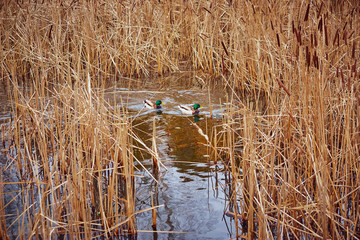 Two colorful cute duckes are swimming in a clean water on a lake near the golden colored reeds in early spring