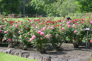 Naklejka premium 薔薇の花