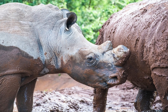 White Rhino taking a mud bath