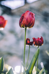 happy tulips