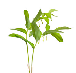 Polygonatum odoratum, Solomon's seal or scented Solomon's seal