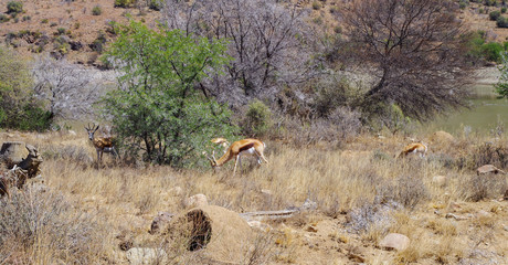 Springböcke im Naturreservat im Augrabies Falls National Park Südafrika