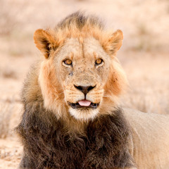 Head portrait of lion in Kgalagadi Park, Kalahari
