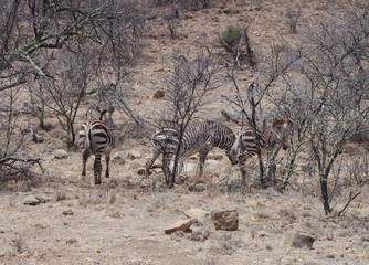 Zebras im Naturreservat im Augrabies Falls National Park Südafrika