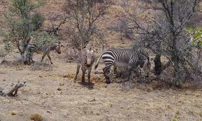 Fototapeta na wymiar Zebras im Naturreservat im Augrabies Falls National Park Südafrika