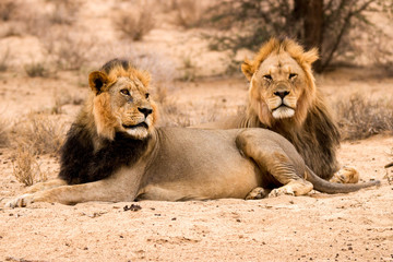 Black-maned lion brothers at rest in the Kalahari, Kgalagadi Park