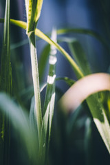 Fototapeta premium triumph of green plants