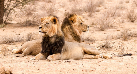 Black-maned lion brothers at rest in the Kalahari, Kgalagadi Park
