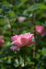 Obraz premium 薔薇の花