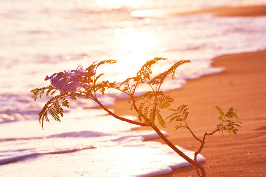 世界三大花木images Browse 11 Stock Photos Vectors And Video Adobe Stock