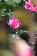 薔薇の花