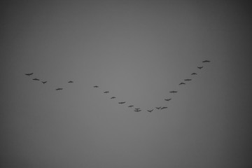 wedge of flying birds