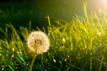 dandelion close-up in the sunset. The concept of lightness