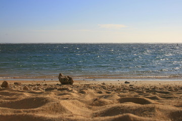 Corail sur une plage de la Réunion 2
