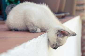 Obraz premium Curious and inquisitive Maine Coon kitten looks down from the veranda, learns the world around him