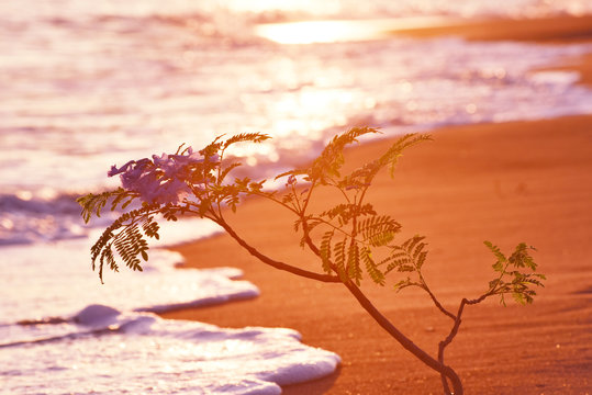 世界三大花木images Browse 11 Stock Photos Vectors And Video Adobe Stock
