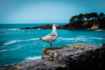 Fototapeta na wymiar Friendly, neighborhood, the Seagull