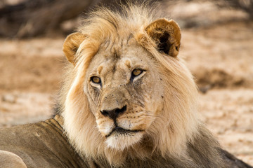 Head portrait of lion in Kgalagadi Park, Kalahari
