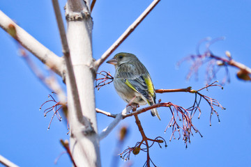 The European greenfinch (Chloris chloris) sits on a branch. Beautiful Bird with Yellow Feathers - is a small passerine bird in the finch family Fringillidae.