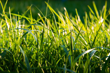 grass close-up in the sunset light. Background of green grass