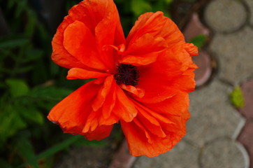 Large lush flowers of orange poppy on a background of green tall grass