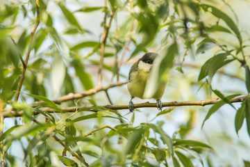 Mésange charbonnière 