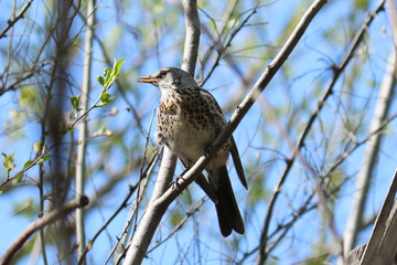 Fieldbird (Turdus pilaris) sits on a tree branch. Close-up. Bird thrush family Turdidae