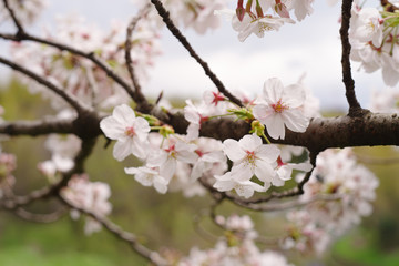 Obraz premium 桜の花、cherry blossom