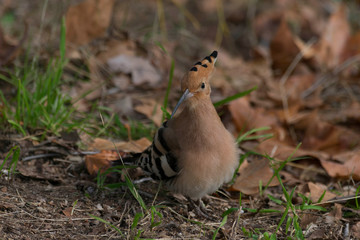 Abubilla (Upupa epops)