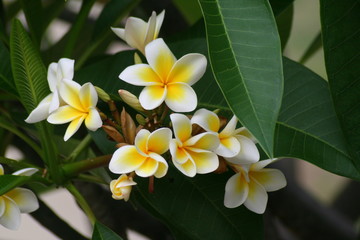 Fleurs de Frangipanier à la Réunion 1
