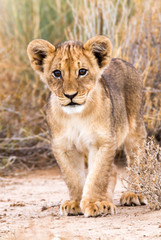 Fototapeta na wymiar Curious lion cub in Kalahari, Kgalagadi