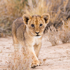 Fototapeta premium Curious lion cub in Kalahari, Kgalagadi