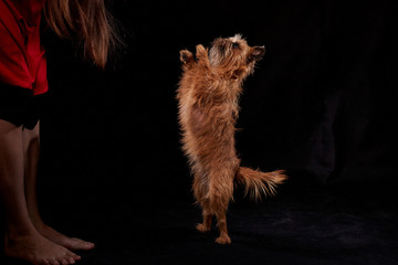 Shaggy Belgian Griffon during training. Hand of girl training Brussels Griffon dog on Black Background in studio