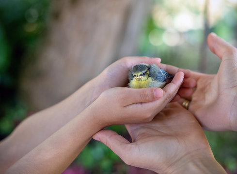 Mutter und Tochter im Garten bergen eine abgest&uuml;rzte kleine Blaumeise (Cyanistes caeruleus)