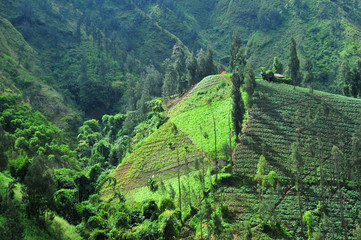 very beautiful natural scenery in the tourist area of BROMO - TENGGER, with a volcano that is well known throughout the world, namely BROMO MOUNTAIN