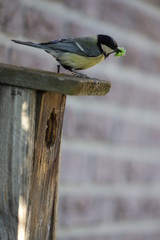 A great tit on top of a bird cage with a worm in its mouth.