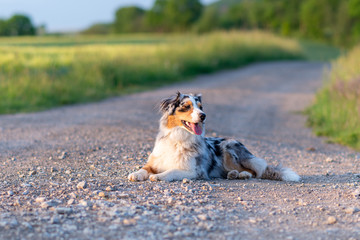 Dog australian shepherd blue merle lying on grey path road infront of green corn